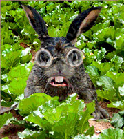 Roger Rabbit icon