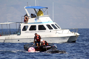 humpback-whale-disentanglement-boat-hawaii-02-12-2006b