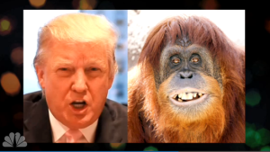trum-orangutan