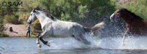 salt-river-wild-horses
