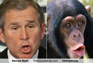 bush chimp