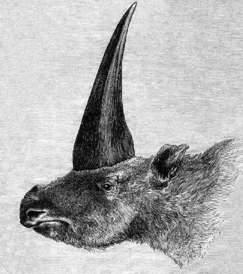 Elasmotherium sibiricum,