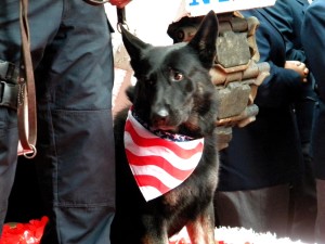 veterans_day_police_dog