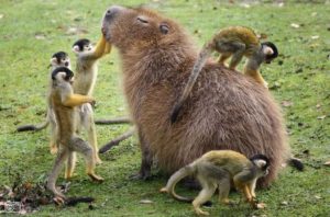 capybara squirrlew monkeys