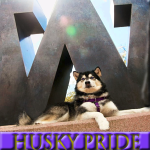 uw-husky-pride-ico
