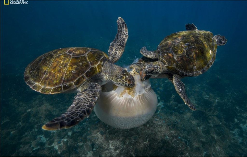 turtles-jellyfish-christmas