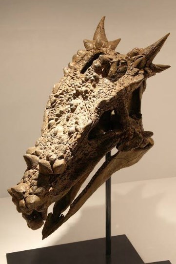 dragon dinosaur skull